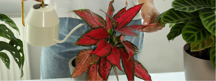 Caring for Your Aglaonema Plant Indoors