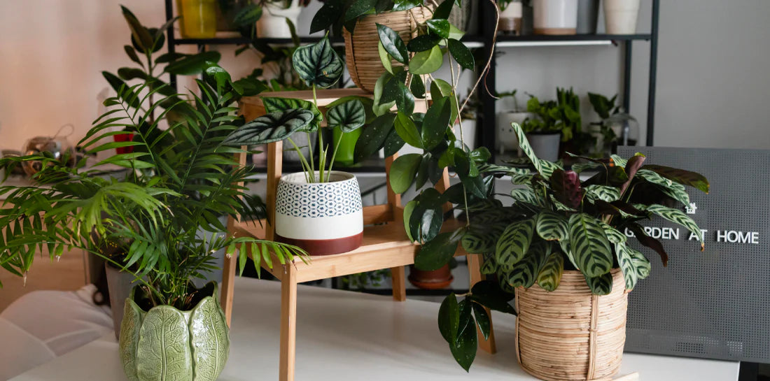 Why You Should Combine Artificial and Live Plants in Your Home Décor 
