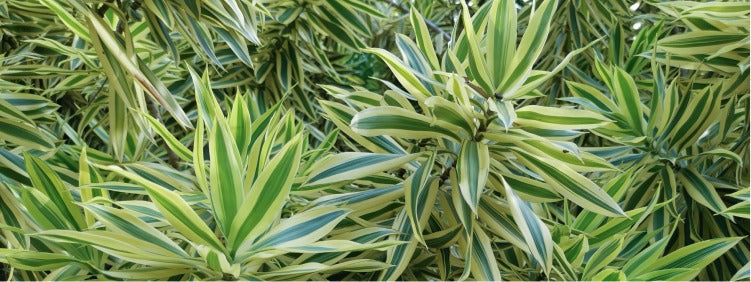Dracaena: Care, Types, & Propagation