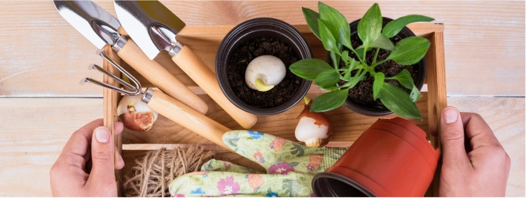 Essential Plant Tools Every Plant Parent Needs