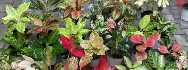 Essential Tips for Red Aglaonema Care