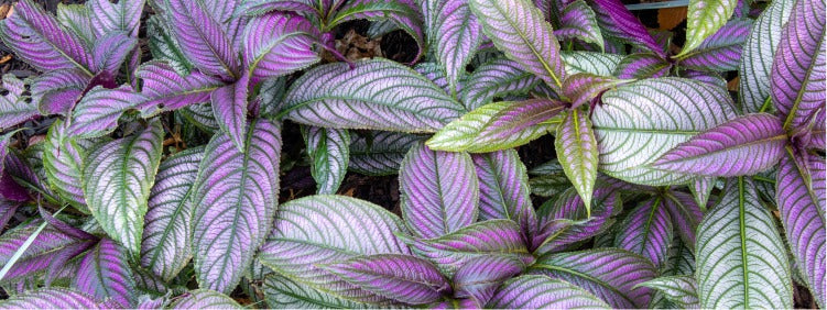 Hosta Plants: Varieties, Care & Tips for Stunning Gardens