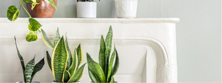 How to Care for Snake Plants Indoors?
