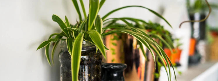 How to Grow Orchids Indoors in the Indian Climate?