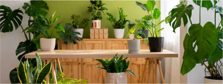 How to Incorporate Plants into Every Room of Your Home?