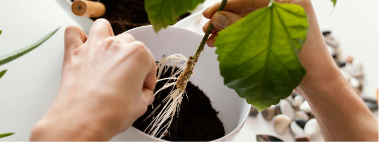 How to Prevent Root Rot in Potted Plants?