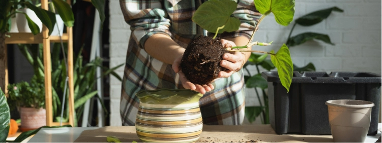 How to Repot Plants the Right Way?
