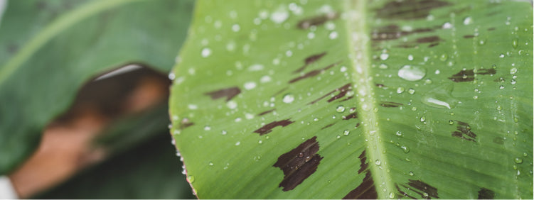 How to Treat Black Spots on Plant Leaves?