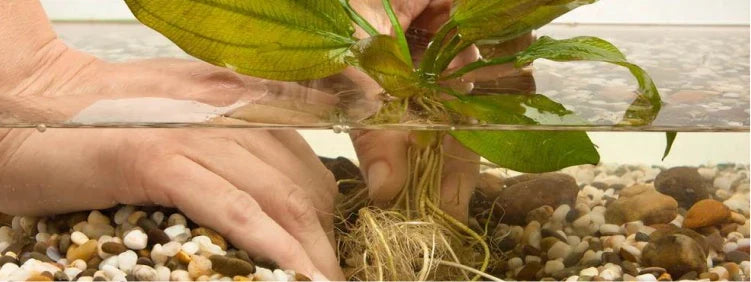 grow live plants in a freshwater tank