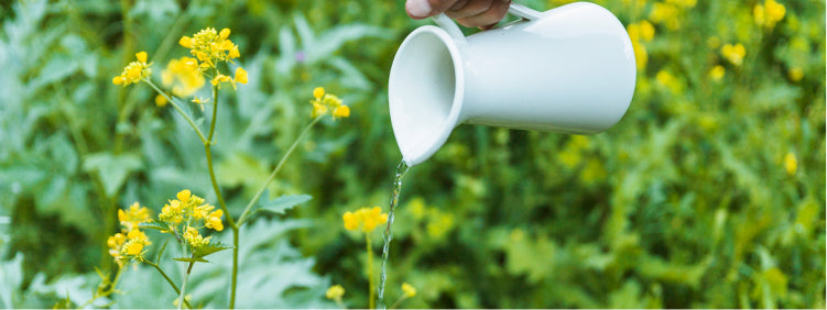 Humic-Rich Plant Tonic: How to Improve Soil Health and Build Stronger Roots