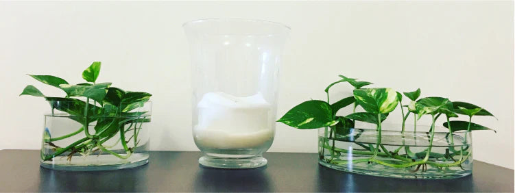 Indoor Plants That Grow in Water