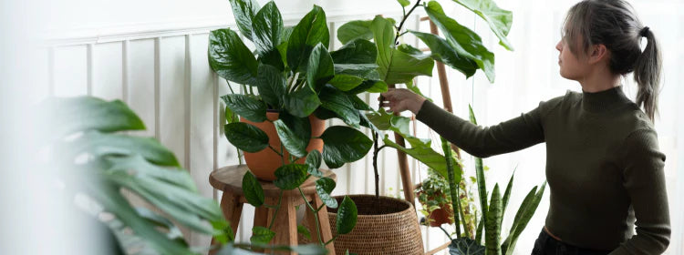 How to Prune & Shape Your Indoor Plants for Health & Aesthetics?