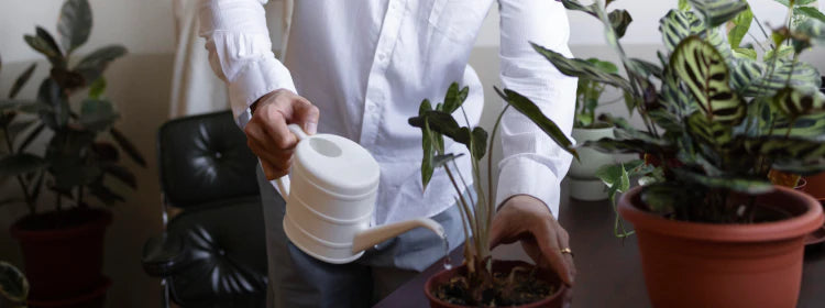 Low-Water / Drought-Tolerant Plants for Indian Homes