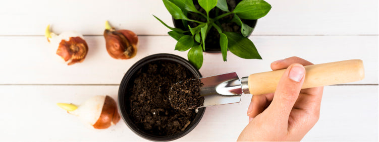 Methods for How to Sterilize Potting Soil