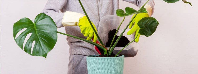 Money Plant Care