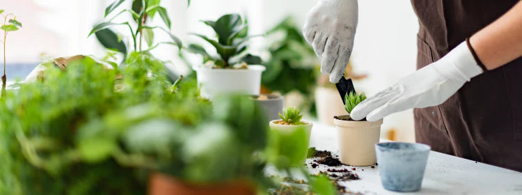 Annual Plant Care Calendar for India: What to Do Each Season