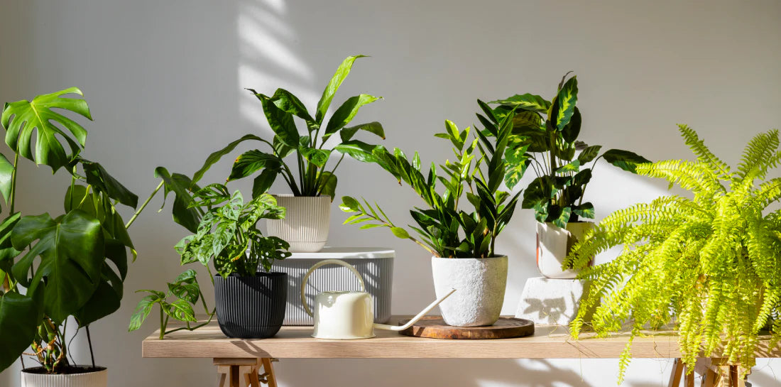 How to Revive a Dying Indoor Plant?