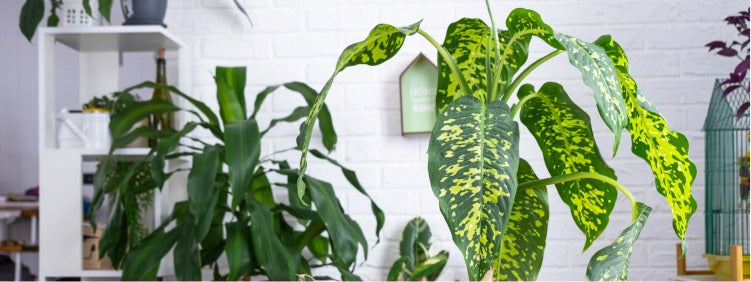The Guide to growing Dieffenbachia Plants Indoors