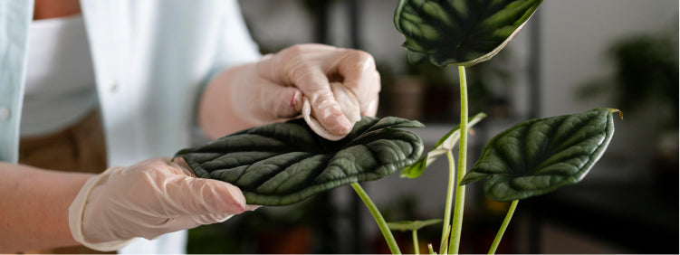 Tips on How to Identify Common Fungal Diseases in Plants