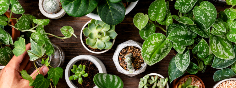 Top 10 Highest Oxygen Producing Indoor Plants