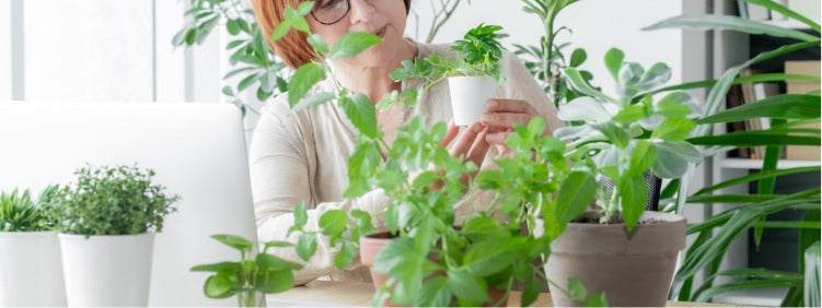 Top 10 Benefits of Houseplants