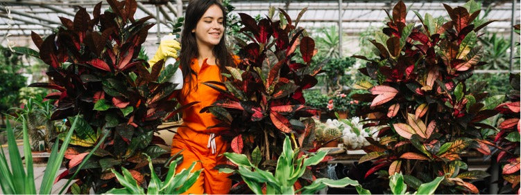 Top Varieties of Aglaonema to Grow