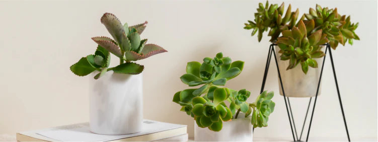 Types of Money Plants