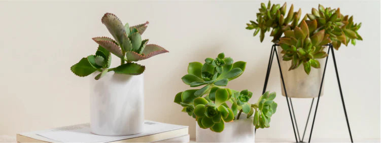 Where To Place Jade Plant In Home