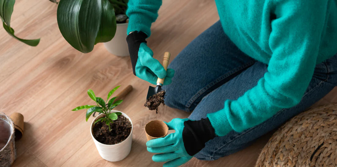 Which Soil is Best for Indoor Plants?