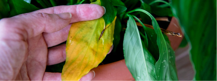 Why Are Your Plant Leaves Turning Yellow?