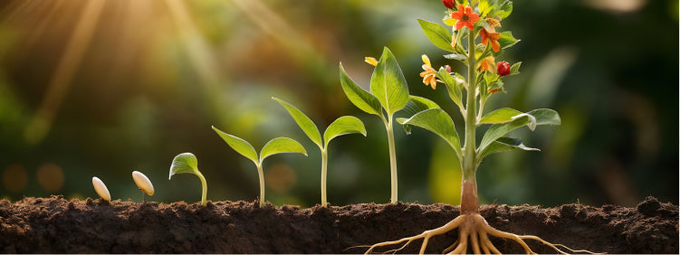 Why Do Plants Need Micronutrients for Healthy Growth?
