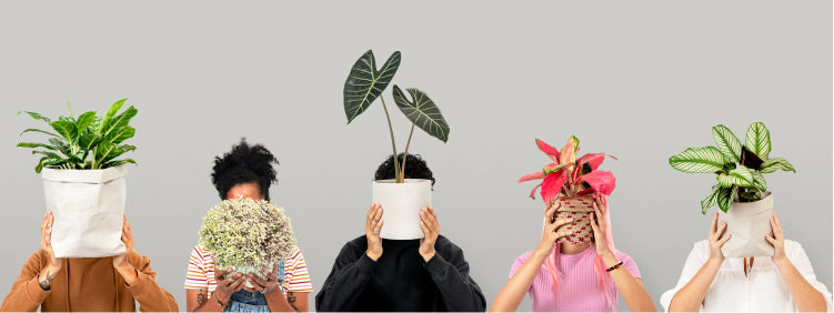 Why Humans and Plants Are More Connected Than We Think?