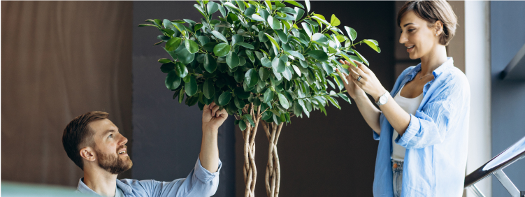 Why Indoor Plants Make the Perfect Corporate Gift?