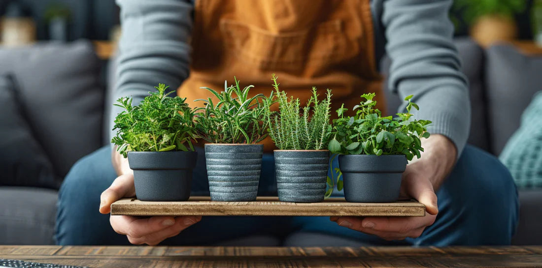 Which pot is best for your plant?