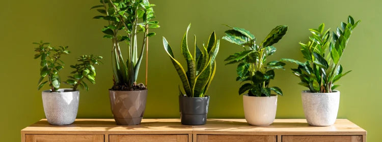Best Indoor Plants Under ₹999