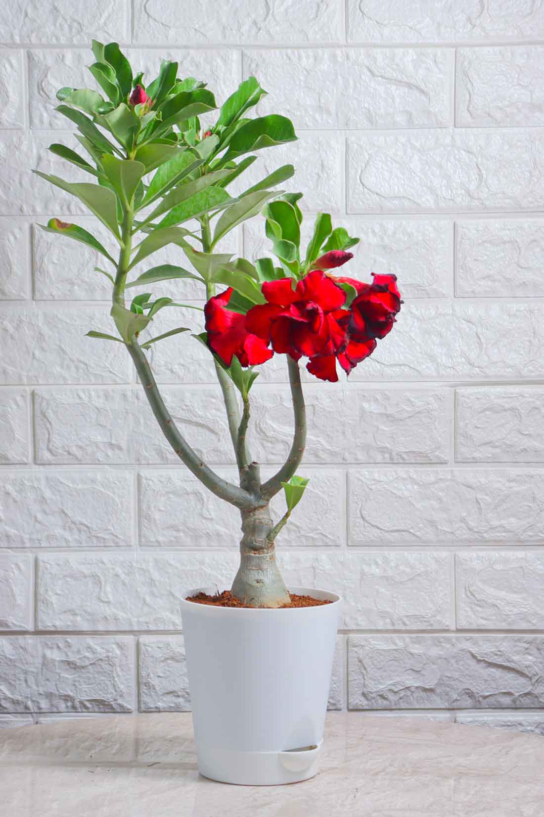 Adenium Desert Rose