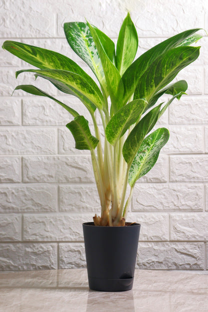 Aglaonema Commutatum Hybrid Pearl