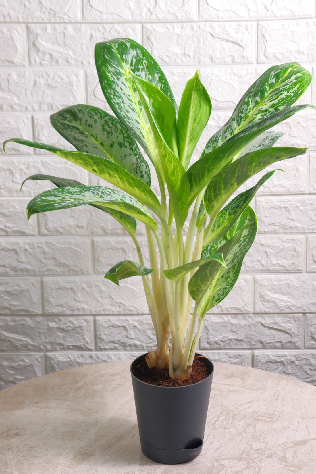aglaonema white pearl Aglaonema Commutatum Hybrid Pearl (Aglaonema Pearl) – Pariworld