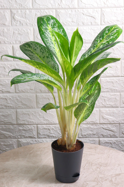 Aglaonema Commutatum Hybrid Pearl