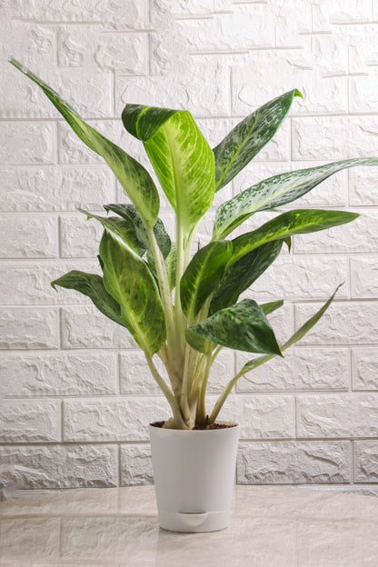 Aglaonema Commutatum Hybrid Pearl