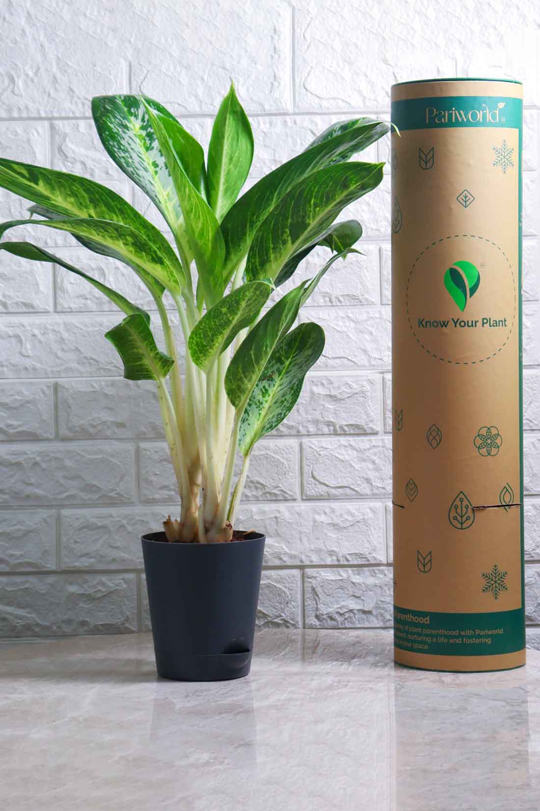 Aglaonema Commutatum Hybrid Pearl (Aglaonema Pearl)