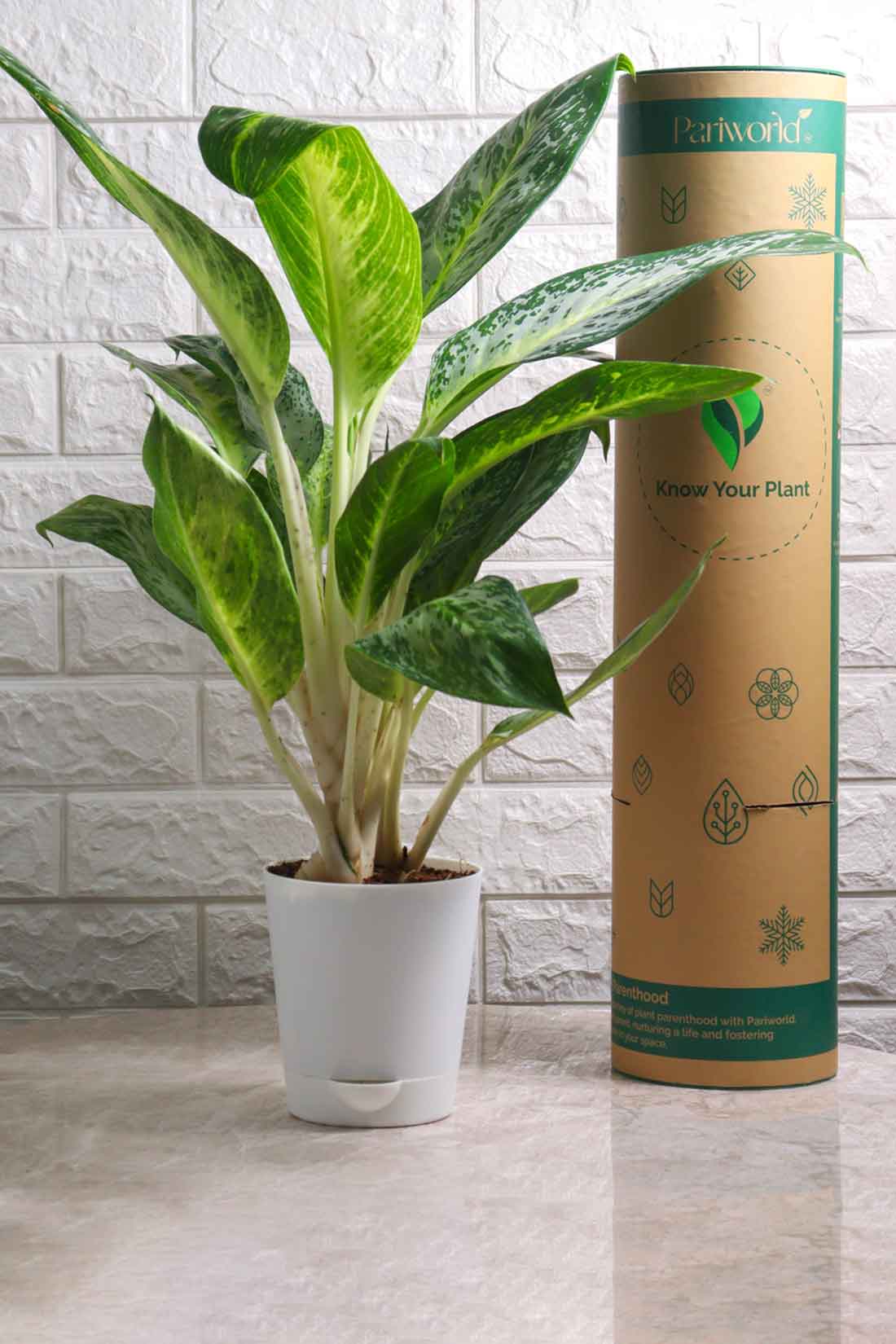 Aglaonema Commutatum Hybrid Pearl (Aglaonema Pearl)