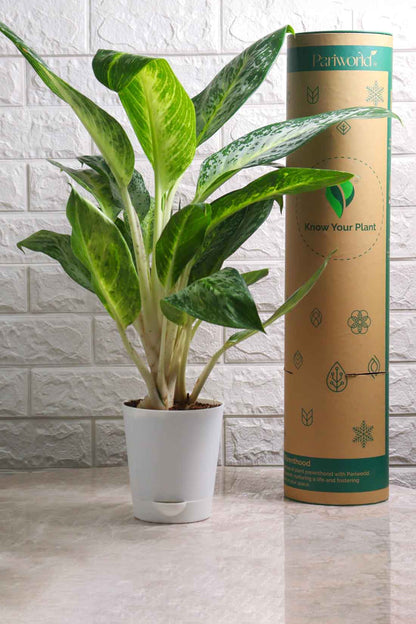 Aglaonema Commutatum Hybrid Pearl (Aglaonema Pearl)