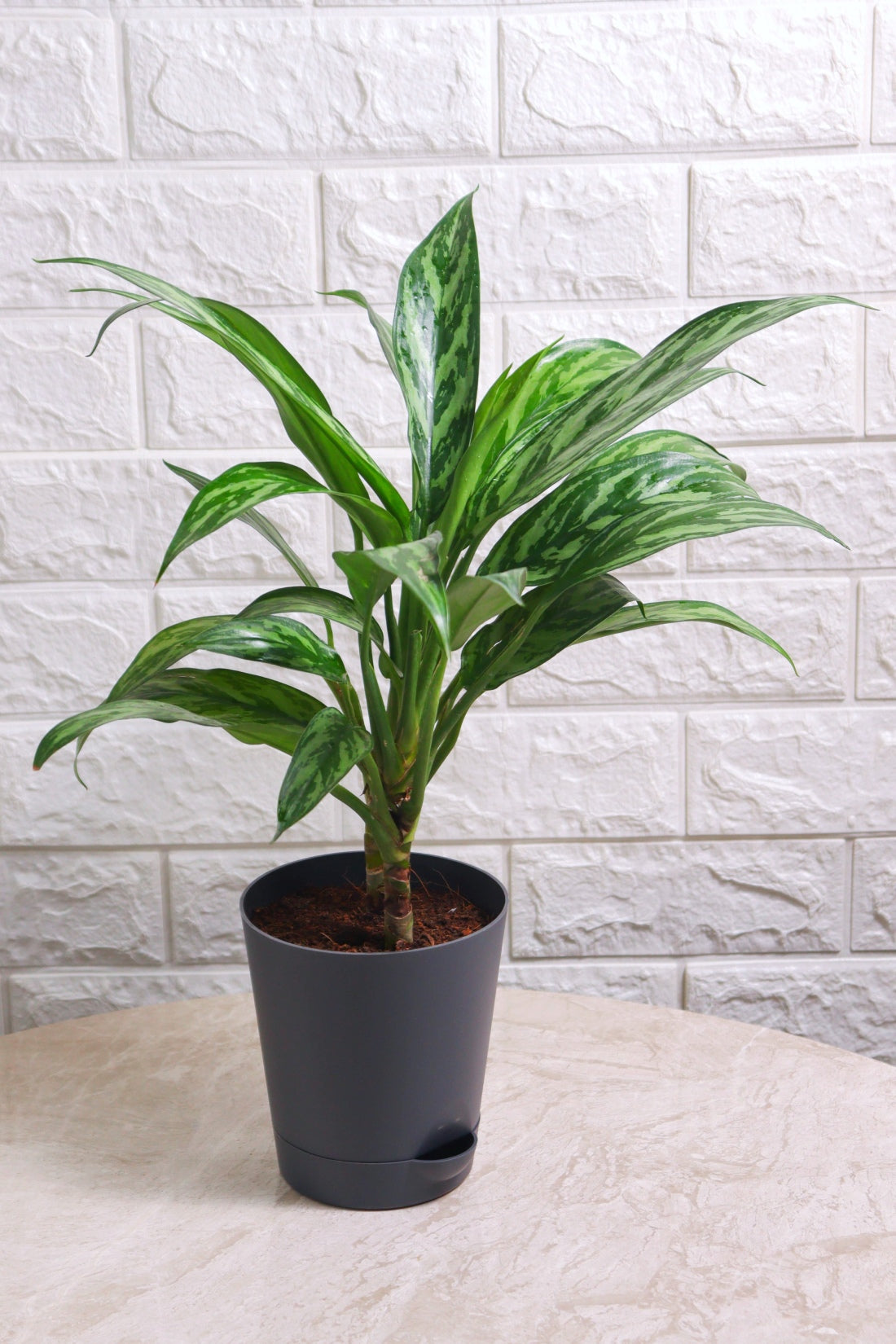 Aglaonema Commutatum Hybrid Tiger (Aglaonema Tiger)