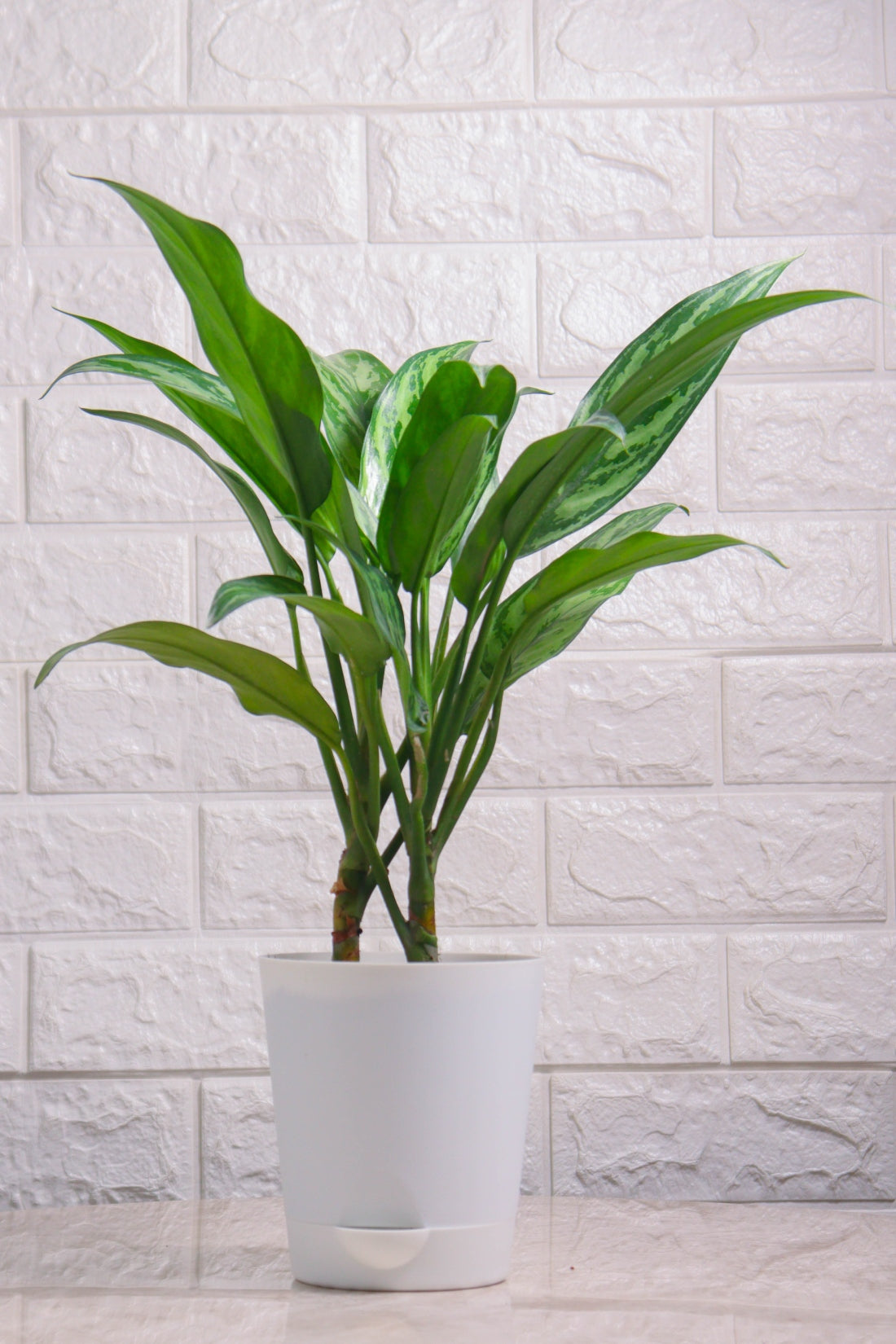 Aglaonema Commutatum Hybrid Tiger (Aglaonema Tiger)