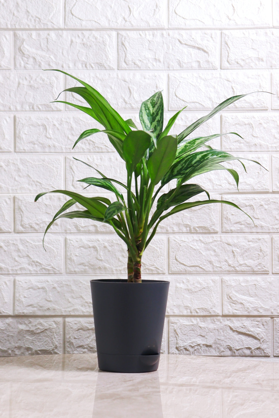 Aglaonema Commutatum Hybrid Tiger (Aglaonema Tiger)