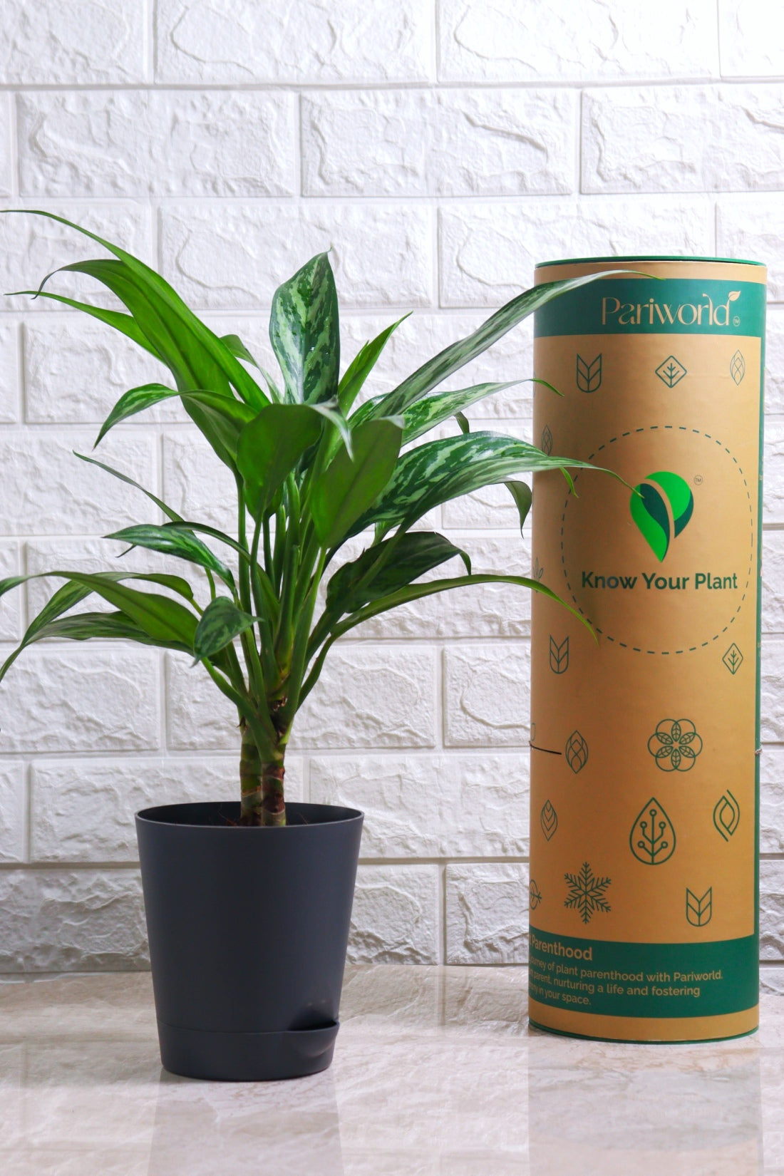 Aglaonema Commutatum Hybrid Tiger (Aglaonema Tiger)
