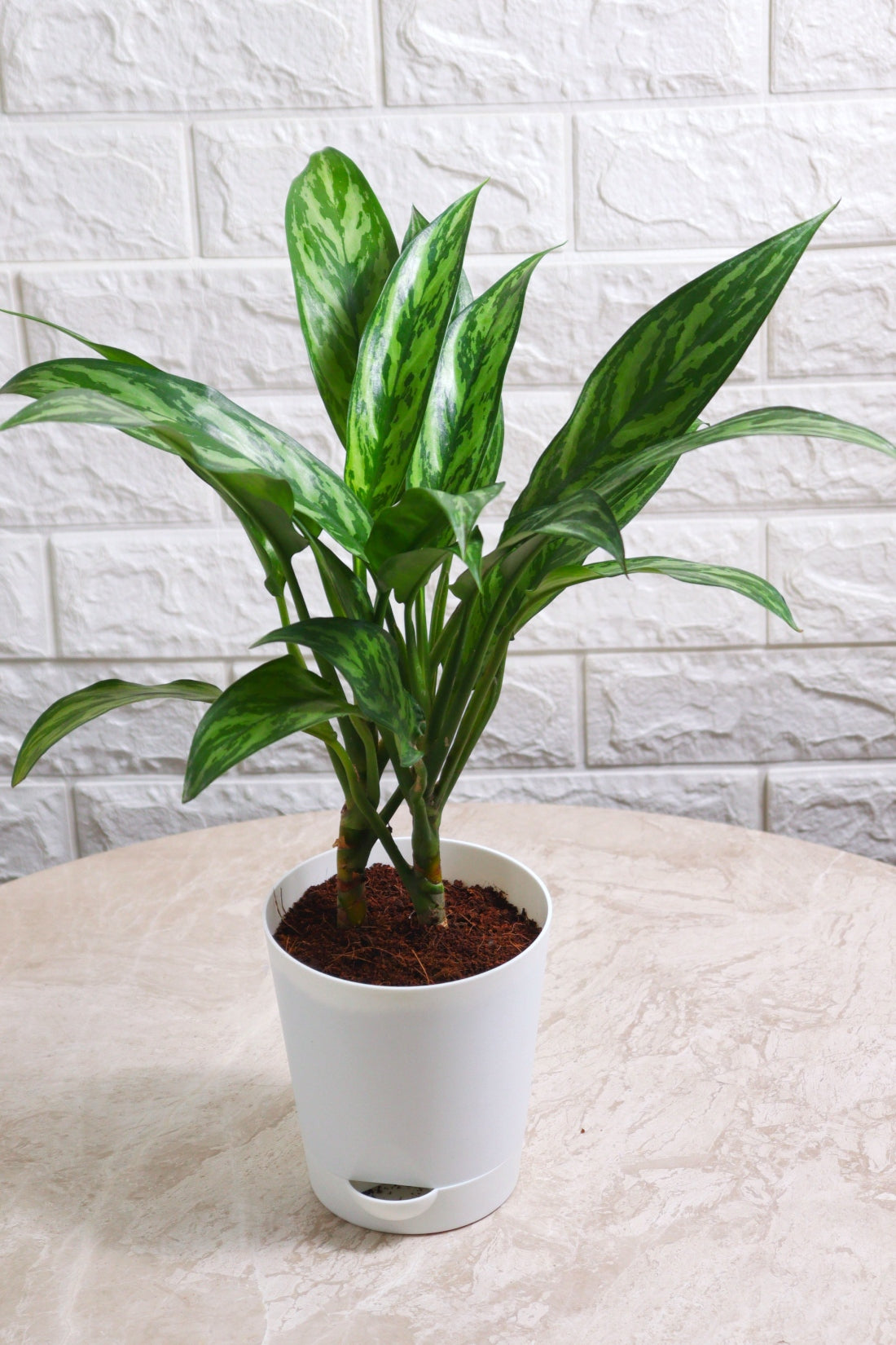 tiger aglaonema Aglaonema Commutatum Hybrid Tiger (Aglaonema Tiger) – Pariworld