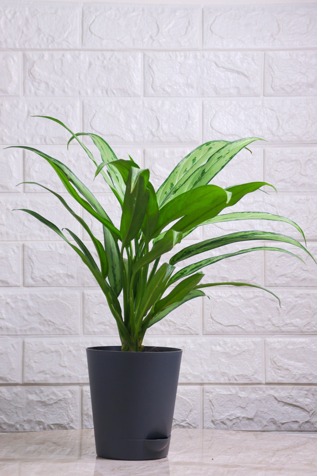 Aglaonema Hybrid Cutlass (Aglaonema Cutlass)