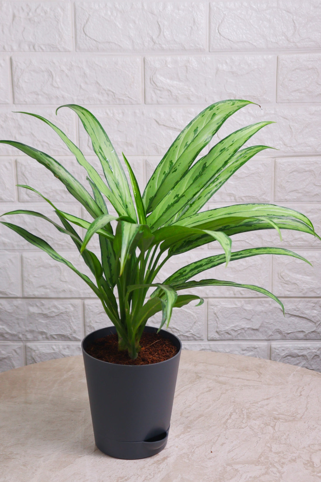 Aglaonema Hybrid Cutlass